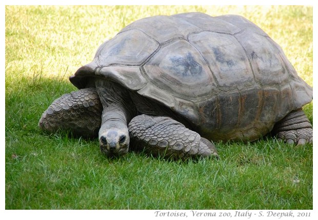 Tortoises, Verona zoo, Italy - images by S. Deepak