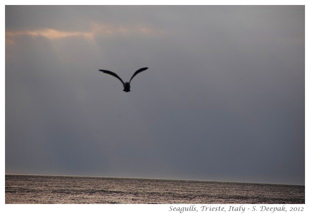 Seagulls, Trieste Italy - S. Deepak, 2012