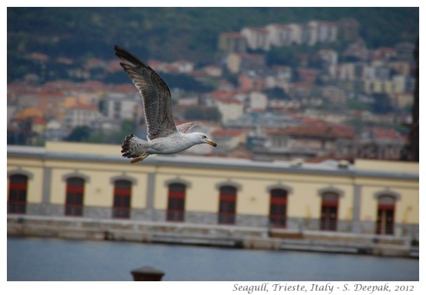 Seagulls, Trieste Italy - S. Deepak, 2012