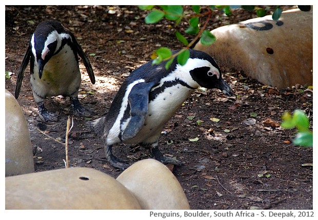 Two penguins, South Africa - S. Deepak, 2012