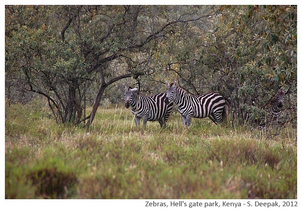 Two zebras, Kenya - S. Deepak, 2012