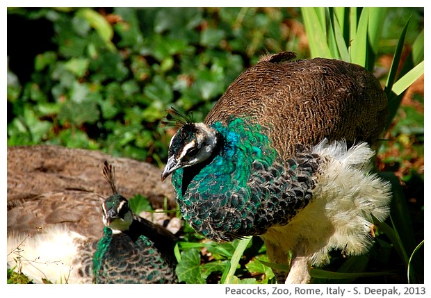 Two peacocks, Italy - S. Deepak, 2013