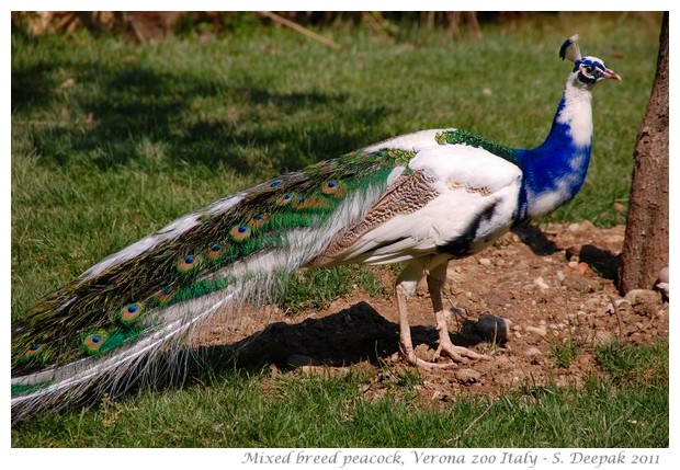 Blue and white peacock, Verona zoo Italy - Images by S. Deepak