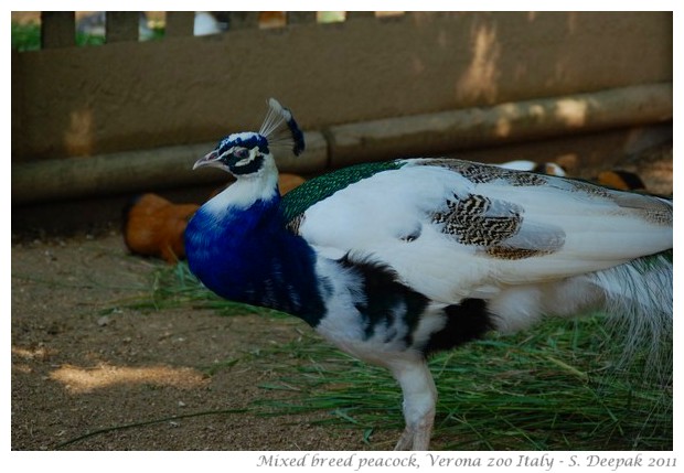 Blue and white peacock, Verona zoo Italy - Images by S. Deepak