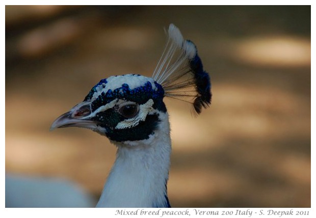 Blue and white peacock, Verona zoo Italy - Images by S. Deepak