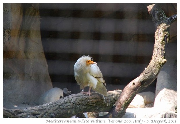 Mediterranean white vulture, Verona zoo, Italy - images by S. Deepak