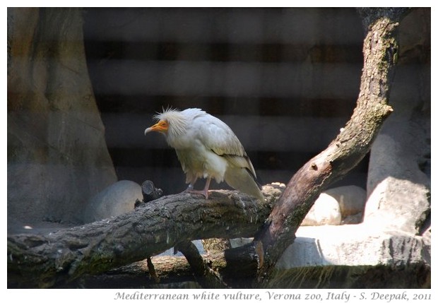 Mediterranean white vulture, Verona zoo, Italy - images by S. Deepak