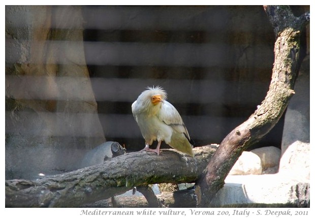 Mediterranean white vulture, Verona zoo, Italy - images by S. Deepak