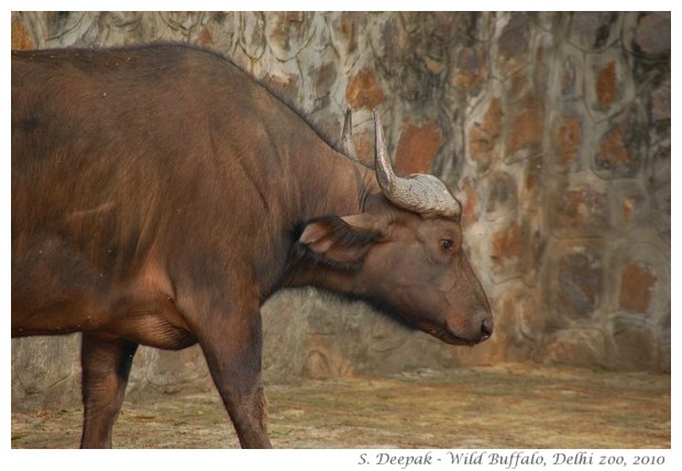 Wild buffaloes, Delhi zoo, India