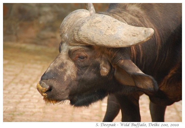 Wild buffaloes, Delhi zoo, India