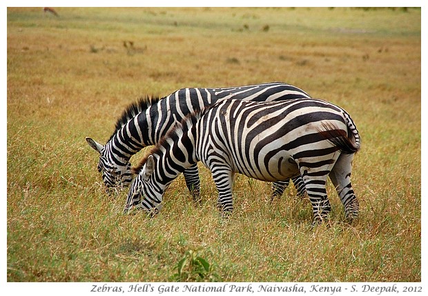 Zebras, Hell's Gate park, Naivasha, Kenya - S. Deepak, 2012