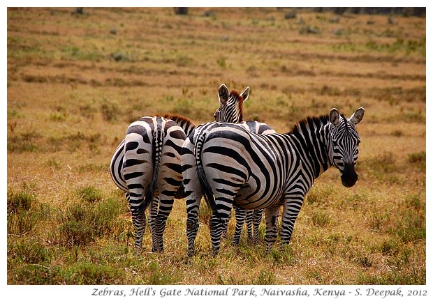 Zebras, Hell's Gate park, Naivasha, Kenya - S. Deepak, 2012