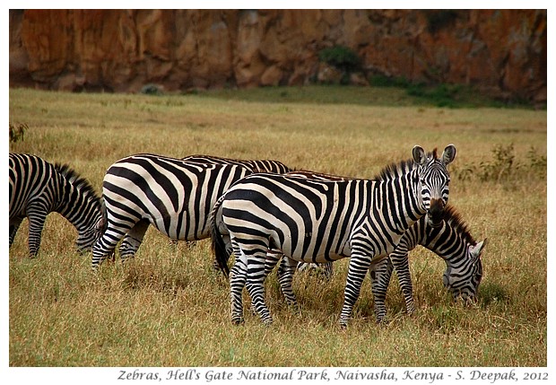 Zebras, Hell's Gate park, Naivasha, Kenya - S. Deepak, 2012
