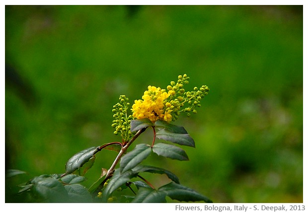 Green & yellow, flower, Bologna, Italy - S. Deepak, 2013