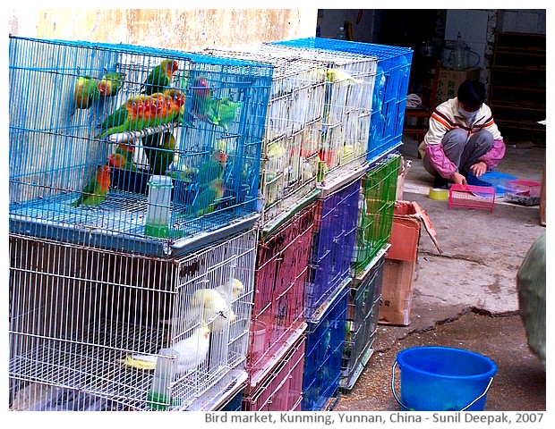 Bird market, Kunming, China - images by Sunil Deepak, 2007