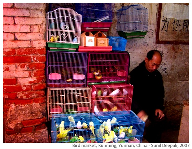 Bird market, Kunming, China - images by Sunil Deepak, 2007