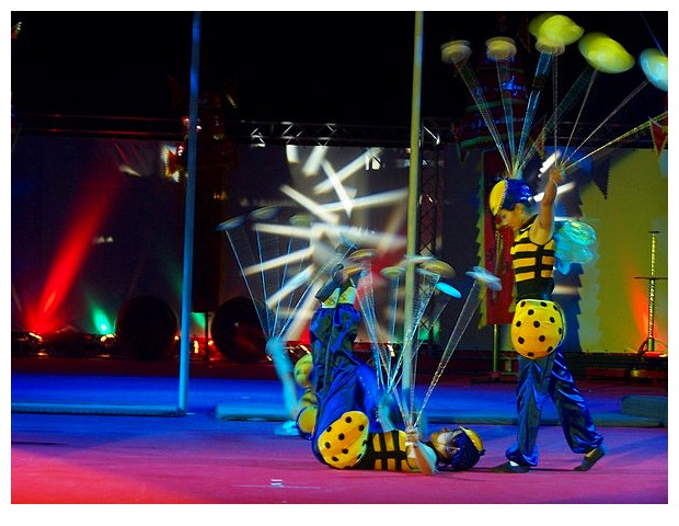 Honey bees acrobatic show in a chinese circus