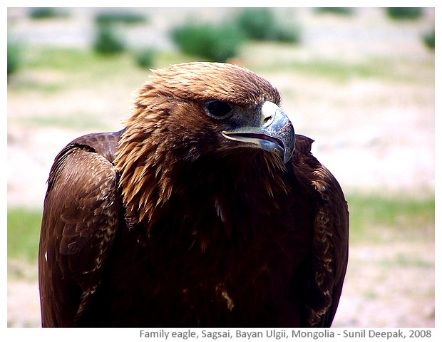 Pet eagle, Sagsai, Bayan Ulgii, Mongolia - images by Sunil Deepak, 2008