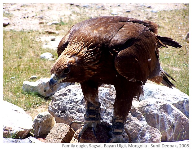 Pet eagle, Sagsai, Bayan Ulgii, Mongolia - images by Sunil Deepak, 2008