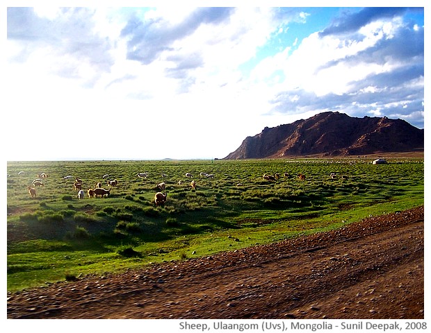 Sheep pastures, Ulaangom, Uvs, Mongolia - images by Sunil Deepak, 2008