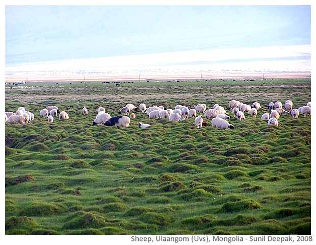 Sheep pastures, Ulaangom, Uvs, Mongolia - images by Sunil Deepak, 2008