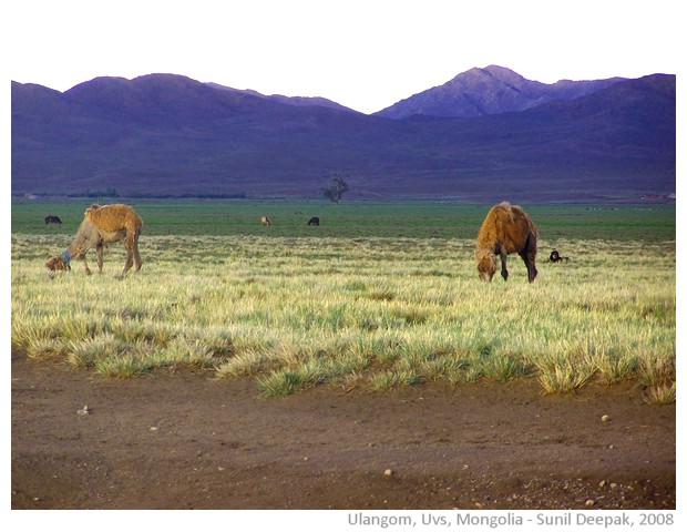 Mongolian tent and animals, Ulangom, Uvs, Mongolia - images by Sunil Deepak, 2008