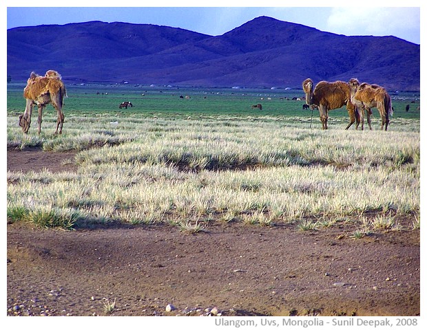 Mongolian tent and animals, Ulangom, Uvs, Mongolia - images by Sunil Deepak, 2008