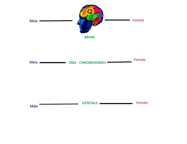 Helen Belcher and 3 levels of gender identity, image by Sunil Deepak, 2013