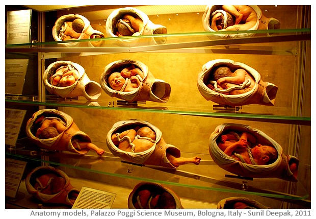 Anatomy models, Palazzo Poggi, Bologna, Italy - images by Sunil Deepak, 2014