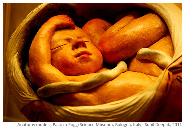 Anatomy models, Palazzo Poggi, Bologna, Italy - images by Sunil Deepak, 2014