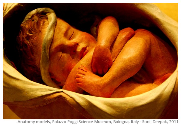 Anatomy models, Palazzo Poggi, Bologna, Italy - images by Sunil Deepak, 2014