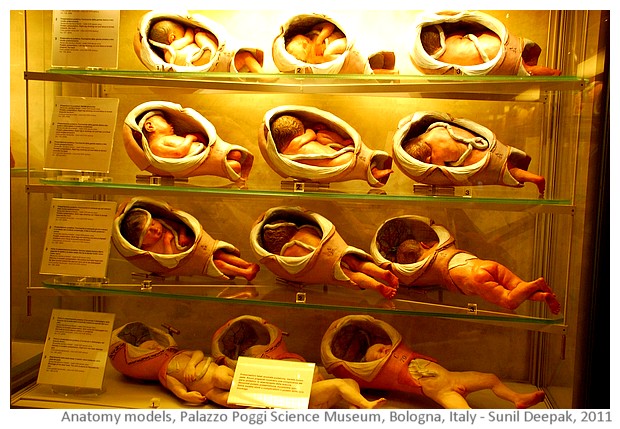 Anatomy models, Palazzo Poggi, Bologna, Italy - images by Sunil Deepak, 2014