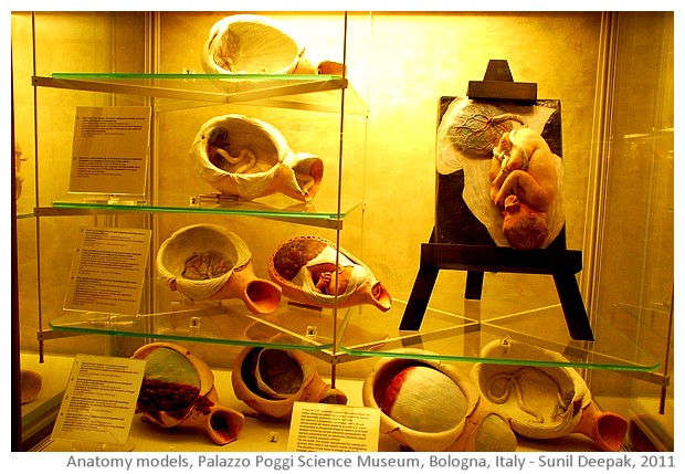 Anatomy models, Palazzo Poggi, Bologna, Italy - images by Sunil Deepak, 2014