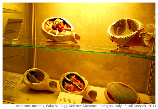 Anatomy models, Palazzo Poggi, Bologna, Italy - images by Sunil Deepak, 2014