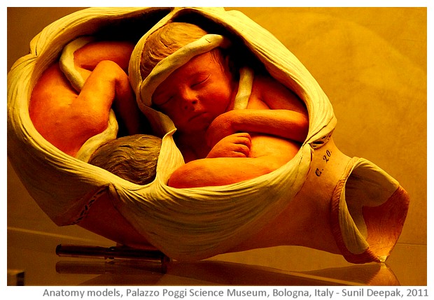 Anatomy models, Palazzo Poggi, Bologna, Italy - images by Sunil Deepak, 2014