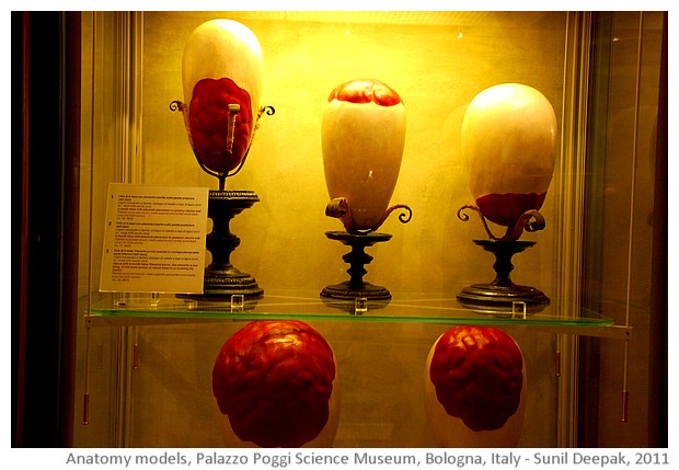 Anatomy models, Palazzo Poggi, Bologna, Italy - images by Sunil Deepak, 2014