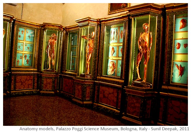 Anatomy models, Palazzo Poggi, Bologna, Italy - images by Sunil Deepak, 2014