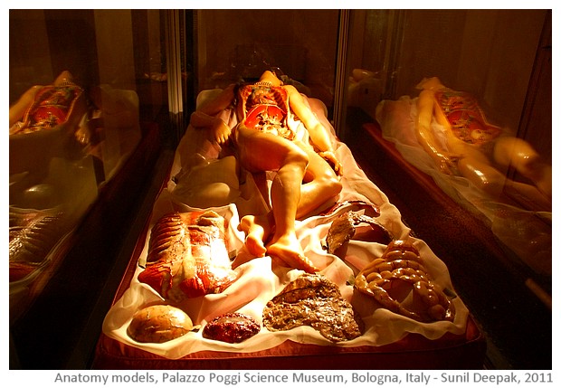 Anatomy models, Palazzo Poggi, Bologna, Italy - images by Sunil Deepak, 2014