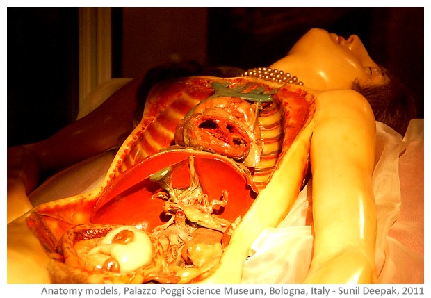 Anatomy models, Palazzo Poggi, Bologna, Italy - images by Sunil Deepak, 2014