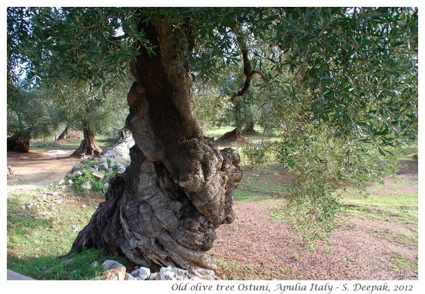 Ostuni, Apulia region Italy