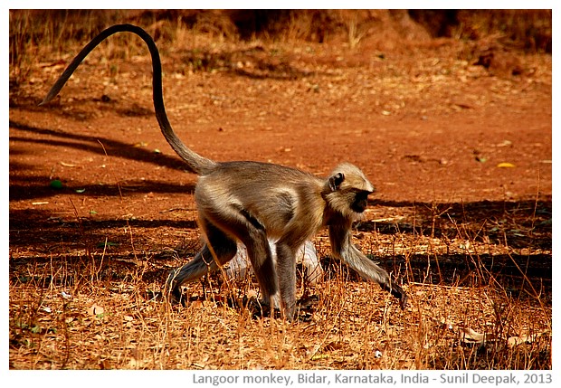 Gray Langur monkey, Bidar, Karnataka, India - images by Sunil Deepak