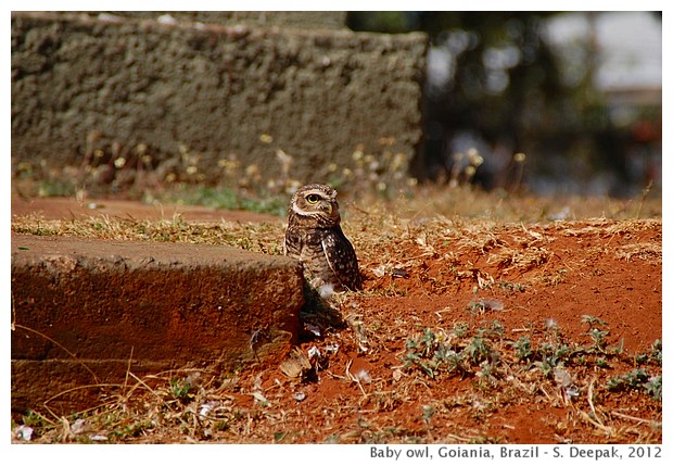 Baby owl, Goiania, Brazil