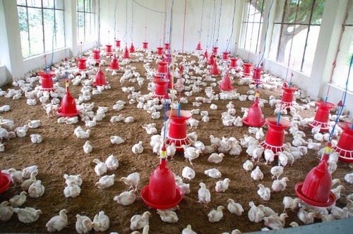Poultry farming for broiler chicken