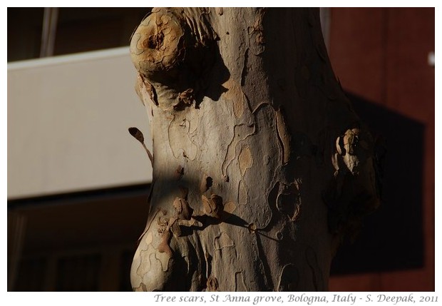 Marco Colombari and nature walk, st anna grove - S. Deepak, 2011