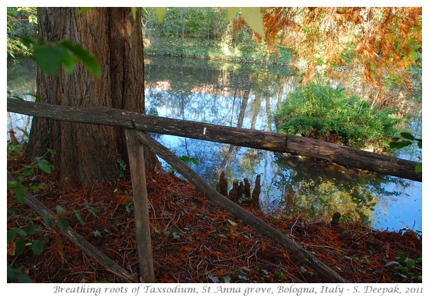 Marco Colombari and nature walk, st anna grove - S. Deepak, 2011