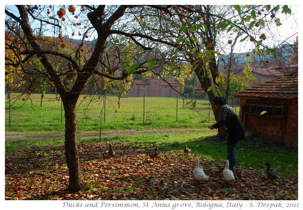 Marco Colombari and nature walk, st anna grove - S. Deepak, 2011