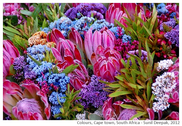 Colours, Flowers, Cape Town, South Africa - images by Sunil Deepak, 2012