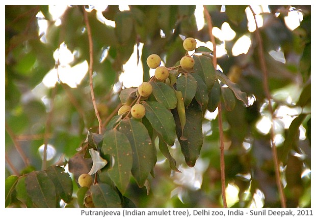 Indian trees - Putranjeeva, Delhi, India, images by Sunil Deepak, 2011