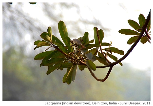 Indian trees - Saptparna, Delhi, India, images by Sunil Deepak, 2011