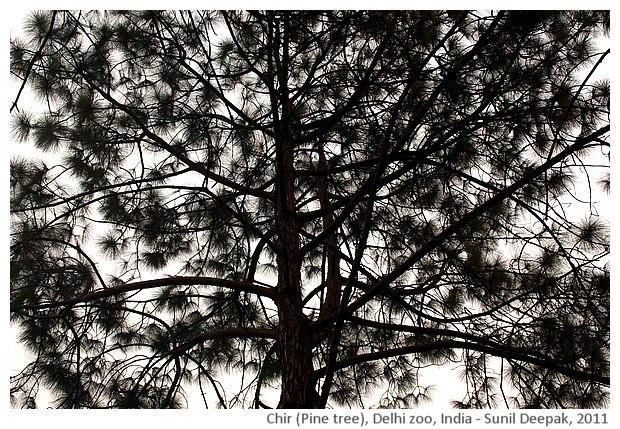 Indian trees - Chir, Delhi, India, images by Sunil Deepak, 2011